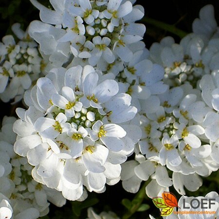 Iberis sempervirens 'Snowflake' P9 - afbeelding 1