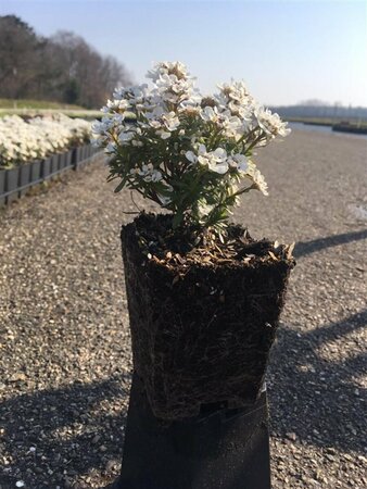 Iberis sempervirens 'Snowflake' P9 - afbeelding 2