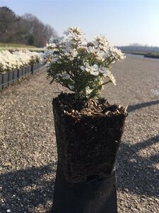 Iberis sempervirens 'Snowflake' P9 - afbeelding 2