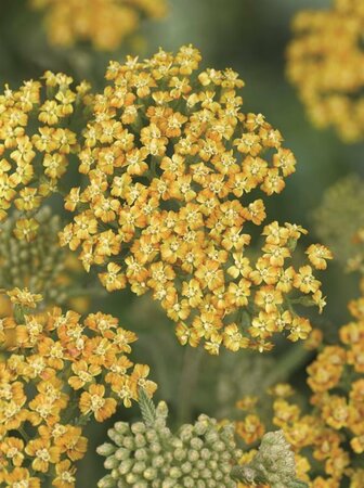 Achillea 'Terracotta' P9 - afbeelding 4