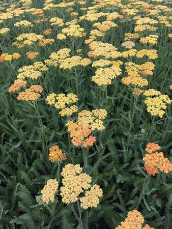 Achillea 'Terracotta' P9 - afbeelding 6