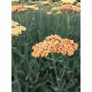 Achillea 'Terracotta' P9 - afbeelding 5