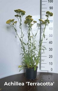 Achillea 'Terracotta' P9