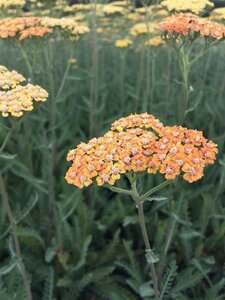 Achillea 'Terracotta' P9 - afbeelding 1