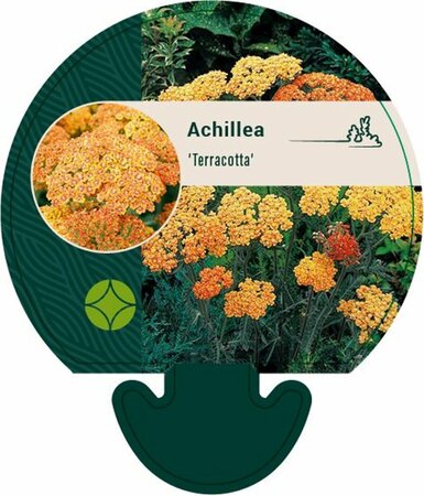 Achillea 'Terracotta' P9 - afbeelding 6