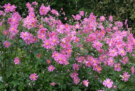 Anemone hupehensis 'Prinz Heinrich' C2 - afbeelding 4