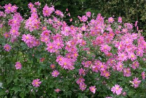 Anemone hupehensis 'Prinz Heinrich' C2 - afbeelding 4