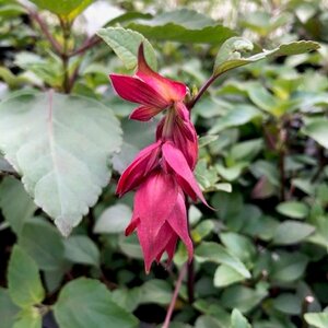 Salvia 'Wendy's Wish' P9 - afbeelding 2