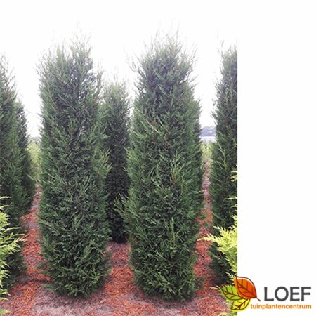 Cupressocyparis leylandii - afbeelding 2