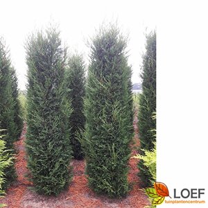 Cupressocyparis leylandii - afbeelding 2