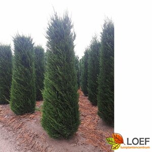 Cupressocyparis leylandii - afbeelding 14