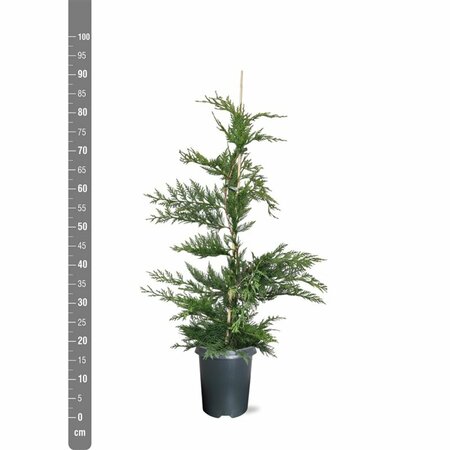 Cupressocyparis leylandii - afbeelding 12