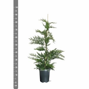 Cupressocyparis leylandii - afbeelding 12