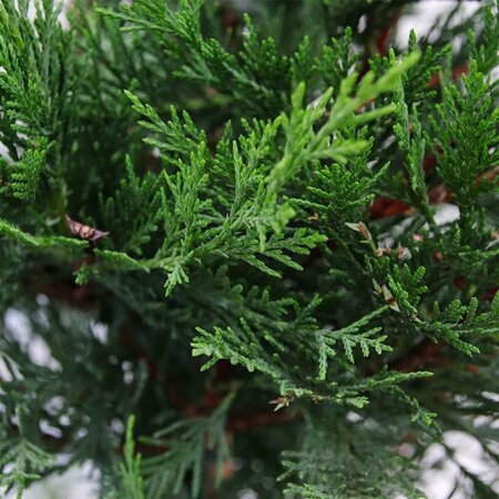 Cupressocyparis leylandii - afbeelding 11