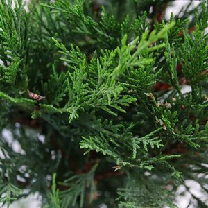 Cupressocyparis leylandii - afbeelding 11