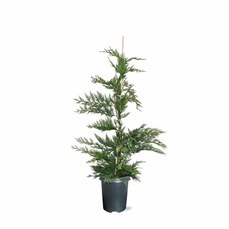 Cupressocyparis leylandii - afbeelding 10