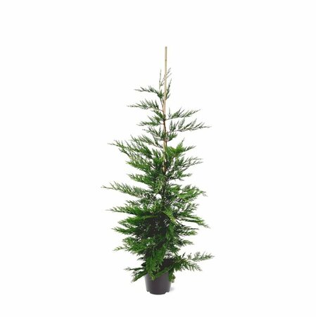 Cupressocyparis leylandii - afbeelding 5