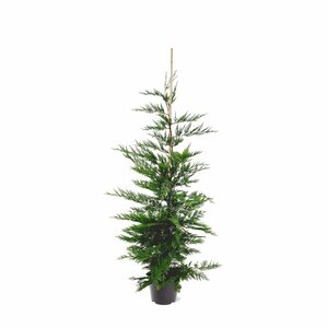 Cupressocyparis leylandii - afbeelding 5