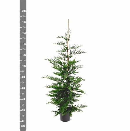 Cupressocyparis leylandii - afbeelding 4