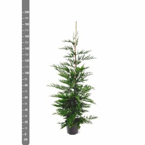 Cupressocyparis leylandii - afbeelding 4