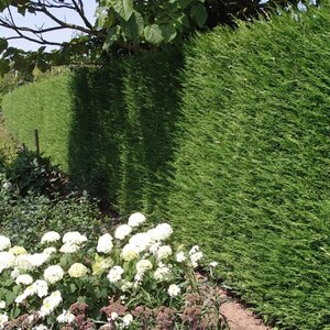 Cupressocyparis leylandii - afbeelding 9