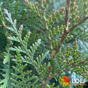 Thuja plicata 'Martin' 150/175 KL.