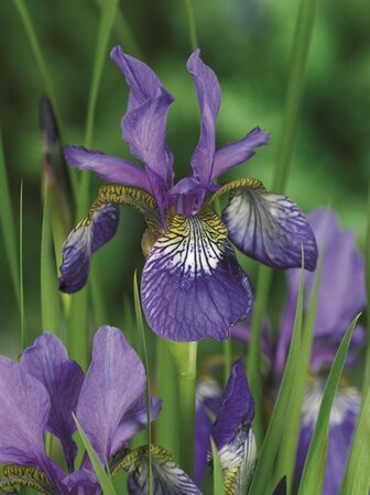 Iris sibirica 'Blue King' P9 - afbeelding 2