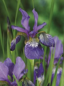 Iris sibirica 'Blue King' P9 - afbeelding 2