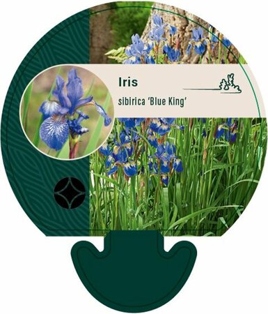 Iris sibirica 'Blue King' P9 - afbeelding 6