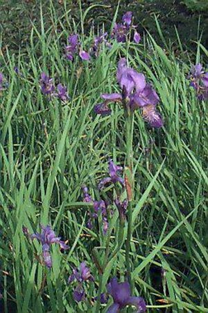 Iris sibirica 'Blue King' P9 - afbeelding 1