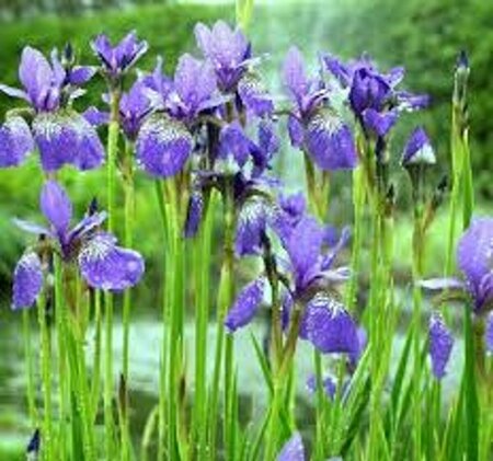 Iris sibirica 'Blue King' P9 - afbeelding 5
