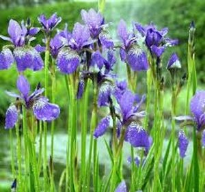 Iris sibirica 'Blue King' P9 - afbeelding 5