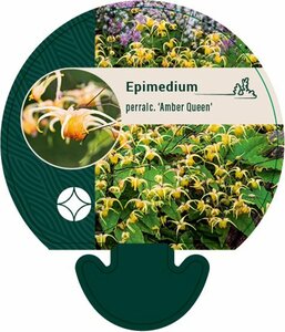 Epimedium perralchicum 'Frohnleiten' P9 - afbeelding 2