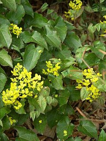 Epimedium perralchicum 'Frohnleiten' P9 - afbeelding 4