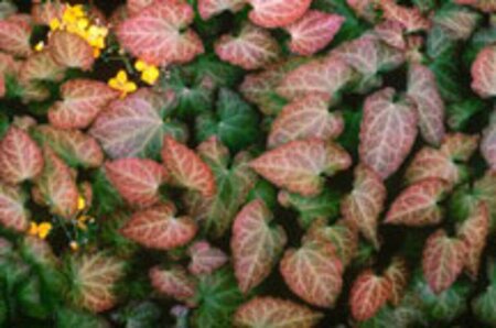 Epimedium perralchicum 'Frohnleiten' P9 - afbeelding 5
