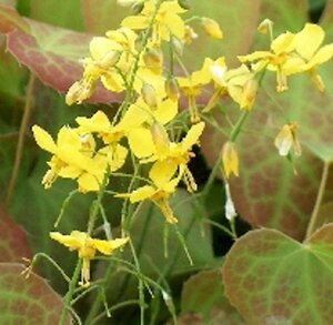 Epimedium perralchicum 'Frohnleiten' P9 - afbeelding 6