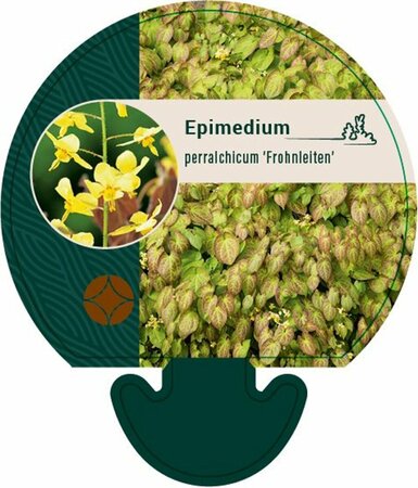 Epimedium perralchicum 'Frohnleiten' P9 - afbeelding 3