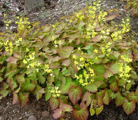 Epimedium perralchicum 'Frohnleiten' P9 - afbeelding 1