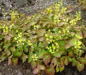 Epimedium perralchicum 'Frohnleiten' P9