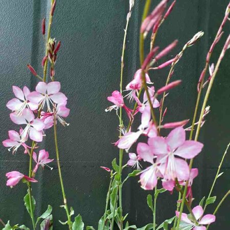 Gaura lindheimeri 'Rosy Jane' P9 - afbeelding 1
