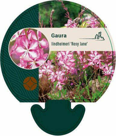 Gaura lindheimeri 'Rosy Jane' P9 - afbeelding 2