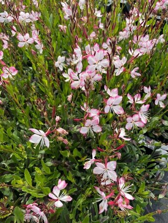 Gaura lindheimeri 'Rosy Jane' P9 - afbeelding 5
