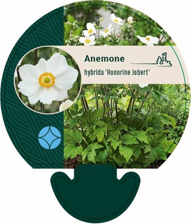 Anemone hybrida 'Honorine Jobert' C2 - afbeelding 3