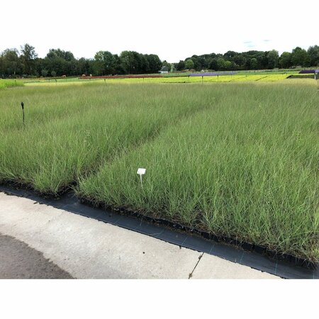 Miscanthus sinensis 'Gracillimus' C2 - afbeelding 6