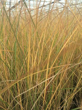 Miscanthus sinensis 'Gracillimus' C2 - afbeelding 3