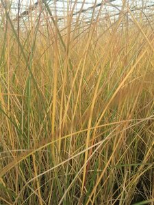 Miscanthus sinensis 'Gracillimus' C2 - afbeelding 3