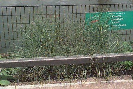 Miscanthus sinensis 'Kleine Silbersp.' C2 - afbeelding 1