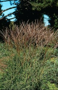 Miscanthus sinensis 'Kleine Silbersp.' C2 - afbeelding 2