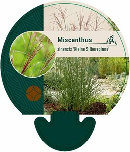 Miscanthus sinensis 'Kleine Silbersp.' C2 - afbeelding 4