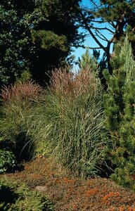Miscanthus sinensis 'Kleine Silbersp.' C2 - afbeelding 3